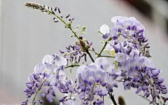 #紫藤花#高清壁纸,第4张图片