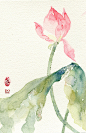 水彩画：花 | 视觉中国