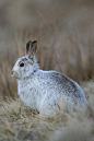 兔形目·兔亚科·兔属：雪兔
