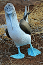 鲣鸟目·鲣鸟科·鲣鸟属：蓝脚鲣鸟