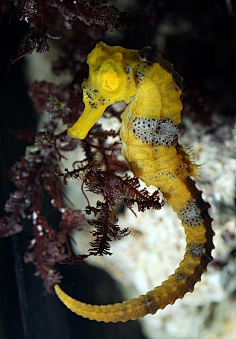comurchin clingfish (diademichthys lineatus)牙怪采集到〖海洋动物