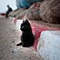 黑猫,小奶猫,坐姿,放空 #喵星人#