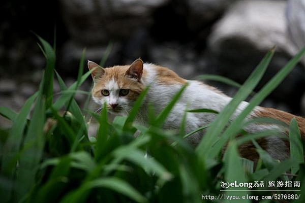 莲花开14.06.15, 大花猫2011...