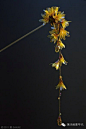 『发簪，美到让人无法呼吸』日本艺术家Sakae却用他的神乎其技借来了自然造物的韵味。无论是桔梗、牡丹、樱花或者翩然起舞的蝴蝶，都是细节丰富、栩栩如生，薄琉璃般的材质发出着淡淡珠光，让这些花簪更显娇美。现在就一起来细细欣赏下吧！（32）