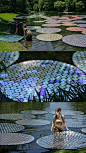 Old CDs (65,000 of them) used to create garden art as floating waterlilies http://www.brucemunro.co.uk: 