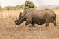Rhino in heat of the day by Stuart Garland on 500px