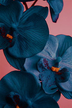 2W_Design采集到摄影—花、植物