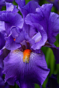 ~~Botanical Beauty In Purple by Toma Caul~~
