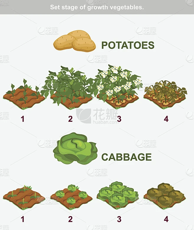 蔬菜生长阶段。卷心菜和土豆