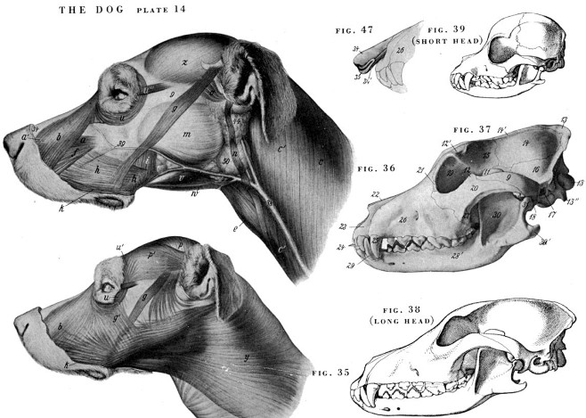 动物骨骼肌肉解剖图：狗，狮，马 1280...