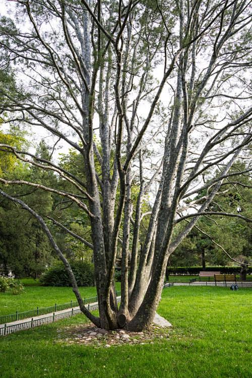 等风的歌从木草本欣转采于2020-12-28 16:39:51白皮松树等风的歌该