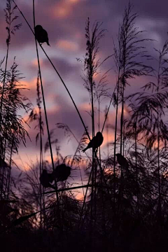 puyuanxuan-绿采集到BIRD