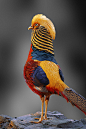 Male Golden Pheasant