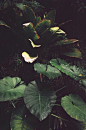(21) Tumblr