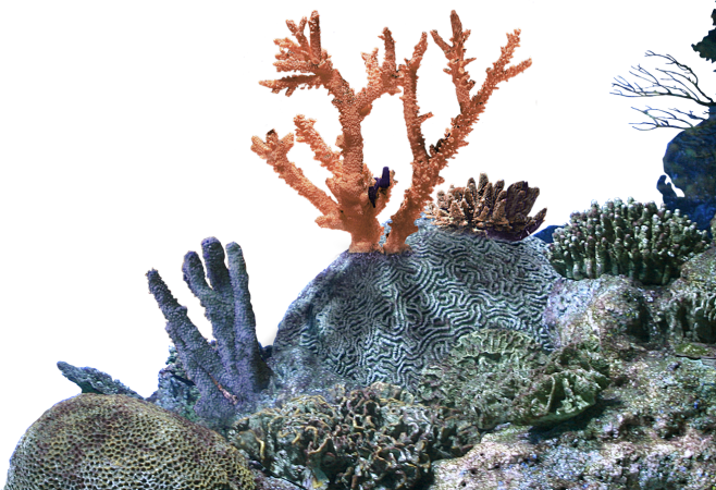 深海 鱼 珊瑚 (3)
