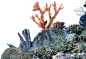 深海 鱼 珊瑚 (3)