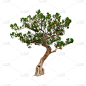 自然,绿色,无人,古老的,巨大的,白色背景,背景分离,方形画幅,刺柏属丛木,植物茎