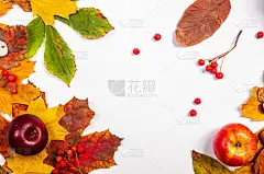 秋天的艺术构图-各种干树叶，南瓜，水果，花楸浆果在白色的背景上。秋天，秋天，万圣节，感恩节的概念。秋