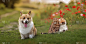 可爱的柯基犬小狗坐在夏天的草地上，看着两只可爱的猫爱抚