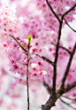 春暖花开的武汉东湖樱花园，