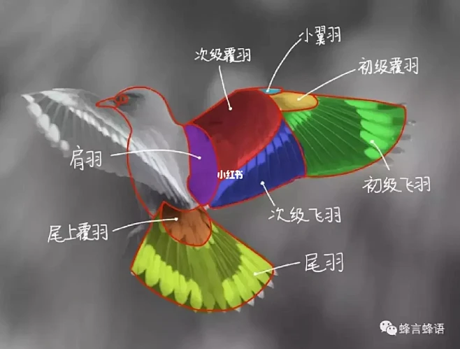 鸟类羽毛结构之翅膀飞羽图片_C 翅膀羽毛图片素材-花瓣网