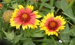 花事 | 最好種植的16種野花，你種過哪些？ : 半支蓮因葉像松針而花似牡丹，因而又被稱做「松針牡丹」。它生長非常低矮，莖呈匍匐狀。花朵大而色彩艷麗，而其肉質葉呈圓棍狀，花大葉少，因而耐旱性強。半支蓮喜強光，在晚上或陰天時花會閉合。作為超矮生的種類，半枝蓮對環境良好的適應性使得它成為我們強烈推薦的選擇之一。