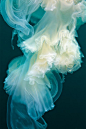 randombeauty | givncvrlos: Jelly Tail 1113