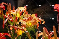 萱 花朵 花卉背景 橙花 花园 花瓣 橙色花瓣 花壁纸 盛开
