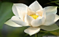 White Lotus 的图像结果