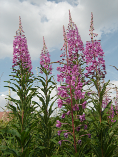 千屈菜willow herb-花瓣网|陪你做生活的设计师 | - 相片分享!