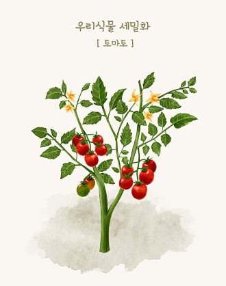 番茄西红柿蔬菜水果手绘植物植物插图插画设计psd