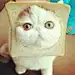 老鼠老鼠我是小猫