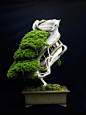 500 Years of Sargent Juniper Bonsai.  I'm sure I saw this one in a book years ago. Amazing, and ancient.