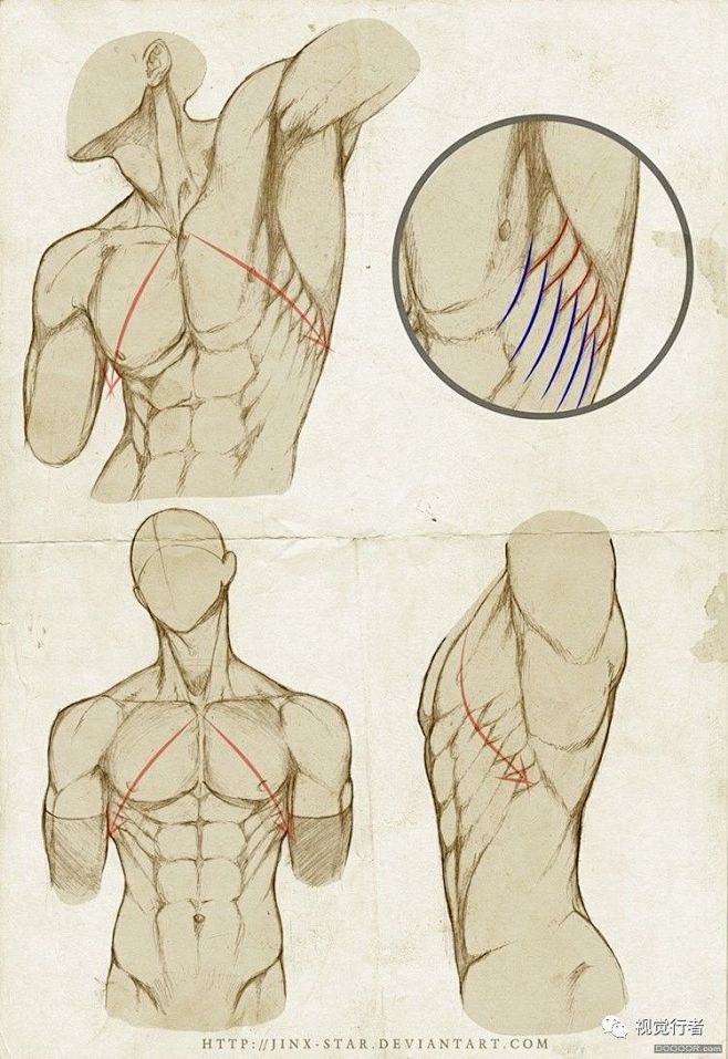 人体结构画法 之 肩部-胸腔-背部动作