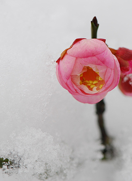 雪中梅花