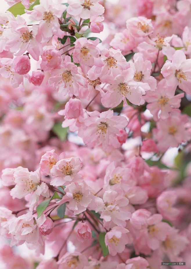 樱花桃花图片