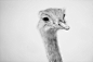 Australian Emu by Oliver Bauer on 500px