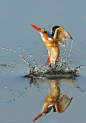 Photograph Water Ballet by Wim van den Heever on 500px