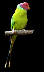 Plum Headed Parrot