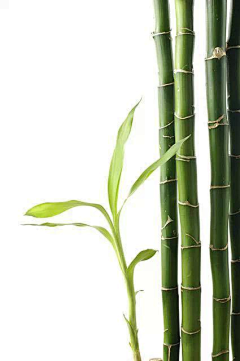 行走在路上111采集到草  绿色 植物类