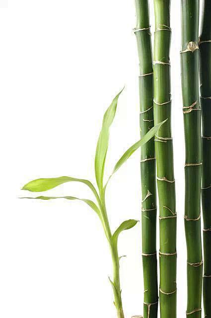 植物系抠图素材
