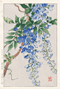 Wisteria by Yuichi Osuga from Shodo Kawarazaki Spring Flower Japanese Woodblock Prints