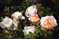 安布里奇（Ambridge Rose） 
商用别名：AUSwonder 
杏色或杏色混合，灌木。 
注册名称：AUSwonder 
展览名称：Ambridge Rose安布里奇玫瑰 
培育：1990年英国，大卫奥斯汀（David Austin）。 
类别：英国玫瑰[奥斯汀]，灌木English Rose [David Austin], Shrub 。 
杏色或杏色混合。强香，没药香味。平均直径9厘米。多季节重复开花。 
习性：高度75至105厘米，宽度60至90厘米。 
亲子：Charles Austin