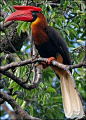 Rufous Hornbill -- Buceros hydrocorax