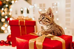 点击来源直接获取大图文件 |The cat receives a gift for the Christmas holidays