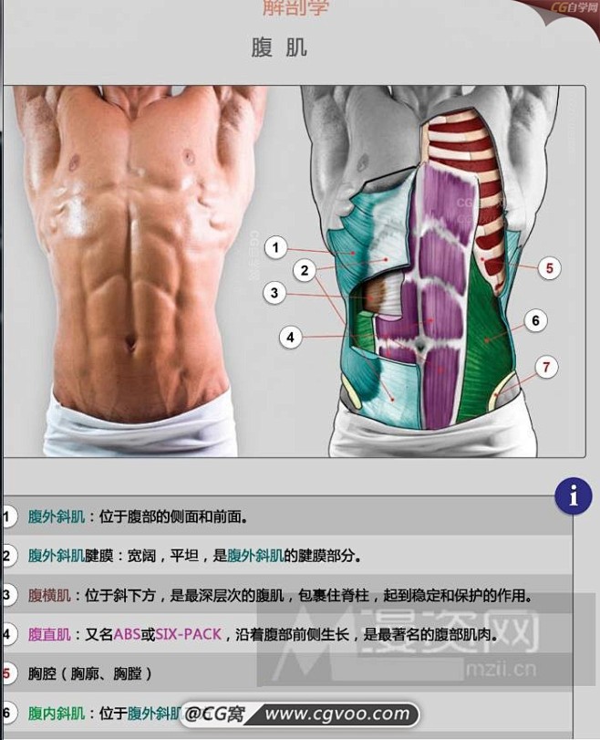 【雕塑解刨学】人体的肌肉组成-最好的人体...