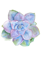 Blue Succulent Watercolor Painting 5 x 7 Giclee by SusanWindsor