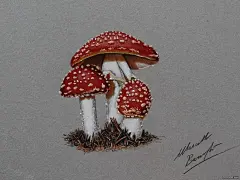 铅笔写实静物首饰动物插画Barenghi [70P] (61).jpg