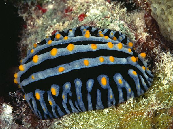 畅游海底：领略缤纷的海洋生物【组图】