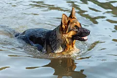 点击来源直接获取大图文件 |黑棕相间的年轻德国牧羊犬在湖中游泳并溅起水花。有趣的牧羊犬在河里玩耍溅水